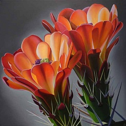 Image of Cheers Claret Cup Cactus Blooms by Dyana Hesson