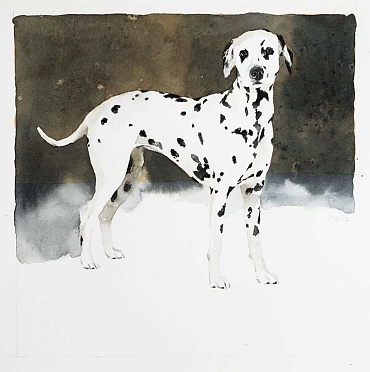 Image of Zoey (Dalmation) by September Vhay