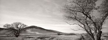 Image of Cottonwoods, Diamond A Ranch, New Mexico (Gray Ranch) by Jay Dusard