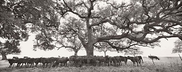 Image of Brangus Heifers, Live Oak County, Texas by Jay Dusard