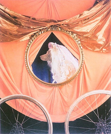 Image of Cinderella Series - Cinderella In Her Coach by William Wegman